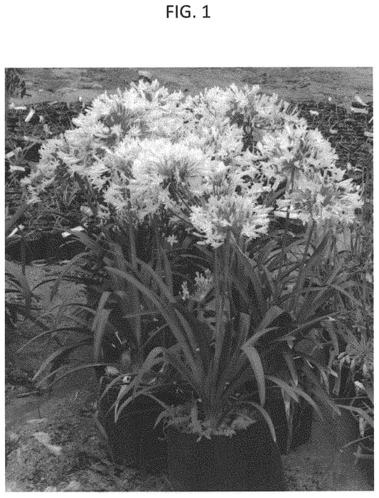Figure 1 of US plant patent PP32176, the photograph of WP003 printed in the patent.
