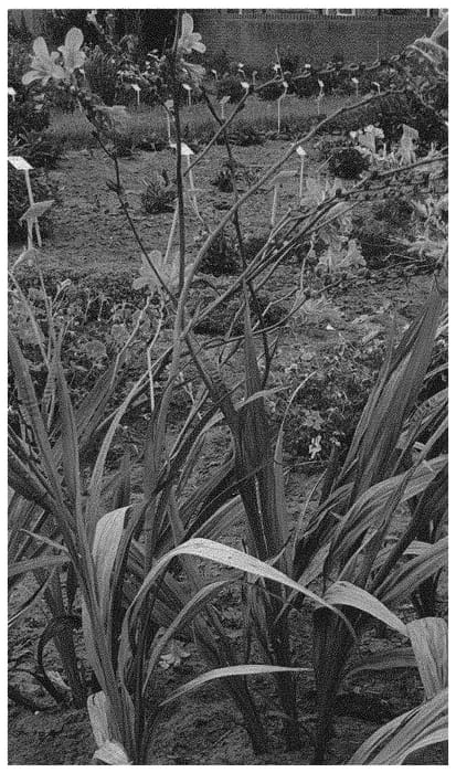 Figure 1 of US plant patent PP32177, the photograph of Hot Spot printed in the patent.