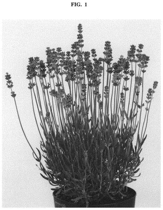 Figure 1 of US plant patent PP32178, the photograph of sako1638 printed in the patent.