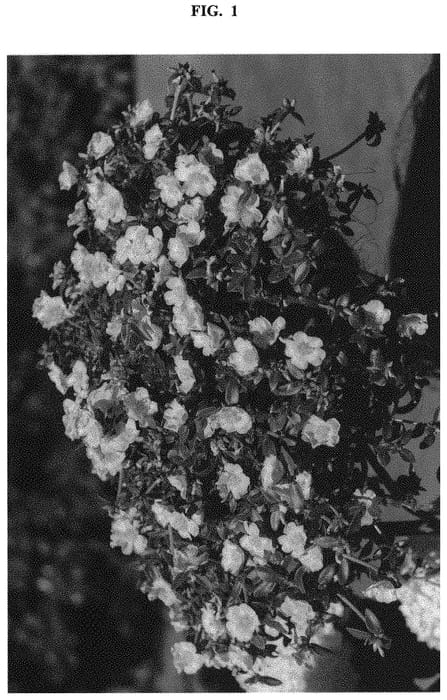 Figure 1 of US plant patent PP32179, the photograph of Doportcupcocon printed in the patent.