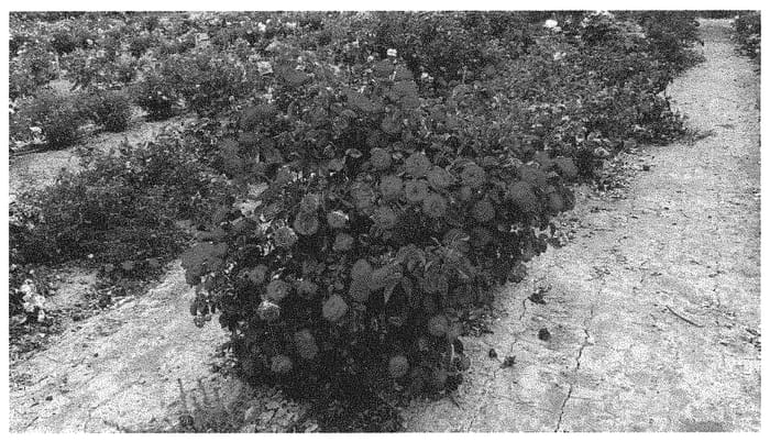 Figure 1 of US plant patent PP32180, the photograph of Sproflored printed in the patent.