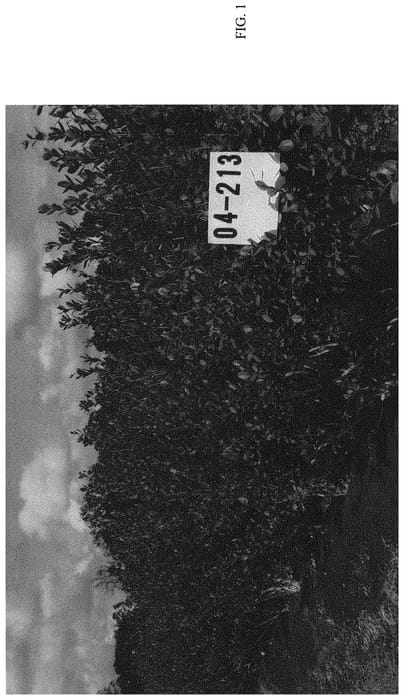 Figure 1 of US plant patent PP32181, the photograph of MAGNUS printed in the patent.