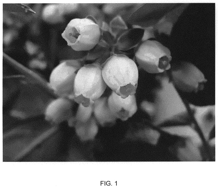 Figure 1 of US plant patent PP32183, the photograph of FC12-029 printed in the patent.