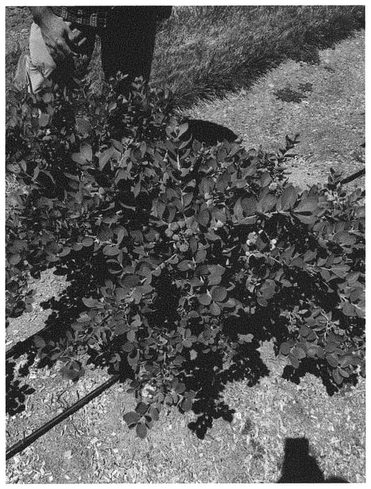 Figure 1 of US plant patent PP32184, the photograph of ZF06-089 printed in the patent.