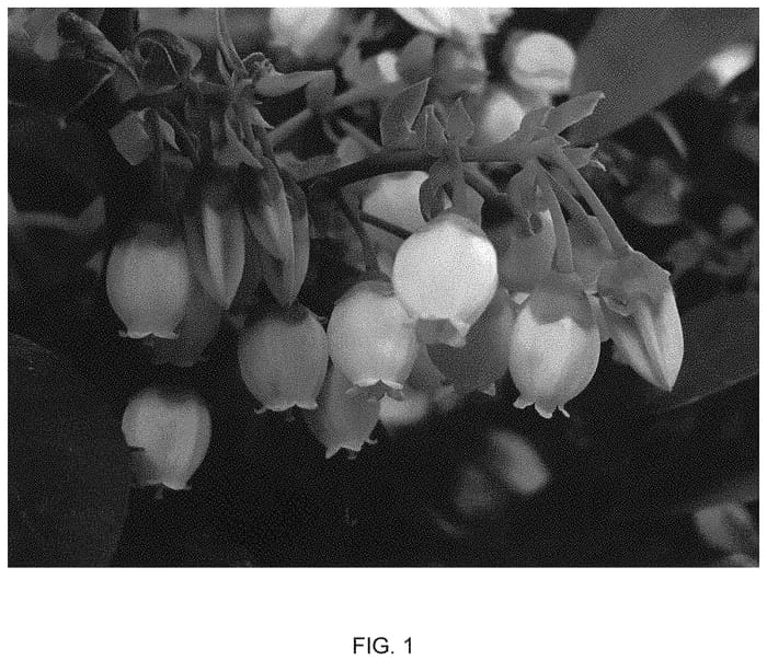 Figure 1 of US plant patent PP32185, the photograph of FC12-187 printed in the patent.