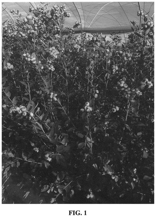 Figure 1 of US plant patent PP32186, the photograph of FCM14-052 printed in the patent.