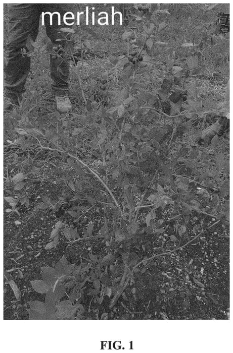 Figure 1 of US plant patent PP32187, the photograph of MG11654-24-001 printed in the patent.