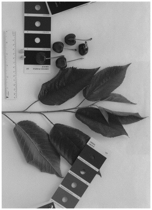 Figure 1 of US plant patent PP32188, the photograph of IFG Cher-nine printed in the patent.