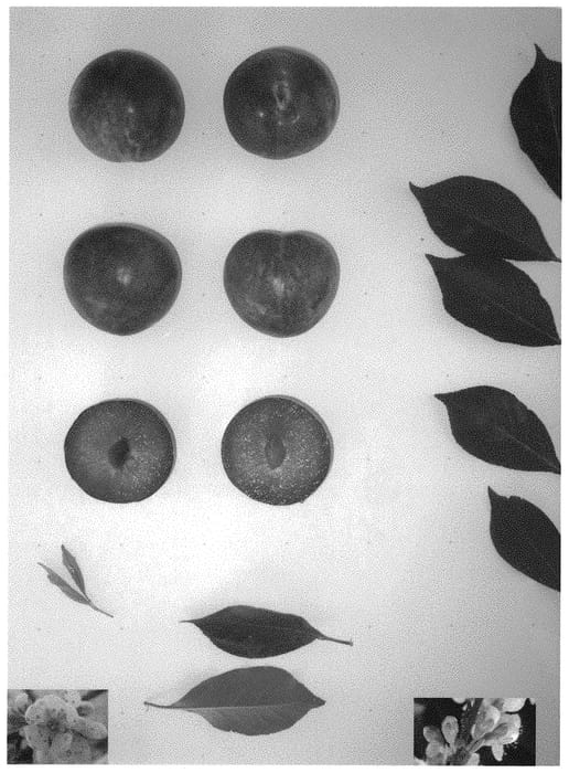 Figure 1 of US plant patent PP32189, the photograph of Plumsweet XXII printed in the patent.