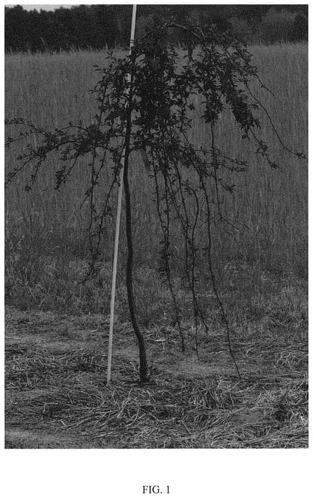 Figure 1 of US plant patent PP32190, the photograph of NCPR-7 printed in the patent.
