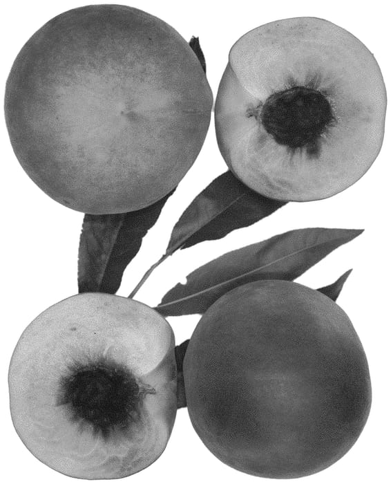 Figure 1 of US plant patent PP32191, the photograph of Lady Erin printed in the patent.
