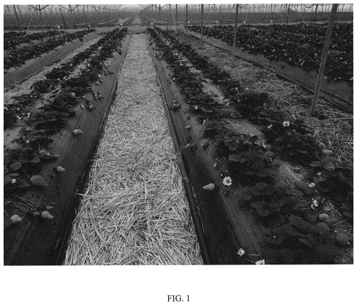 Figure 1 of US plant patent PP32192, the photograph of NSG 120 printed in the patent.