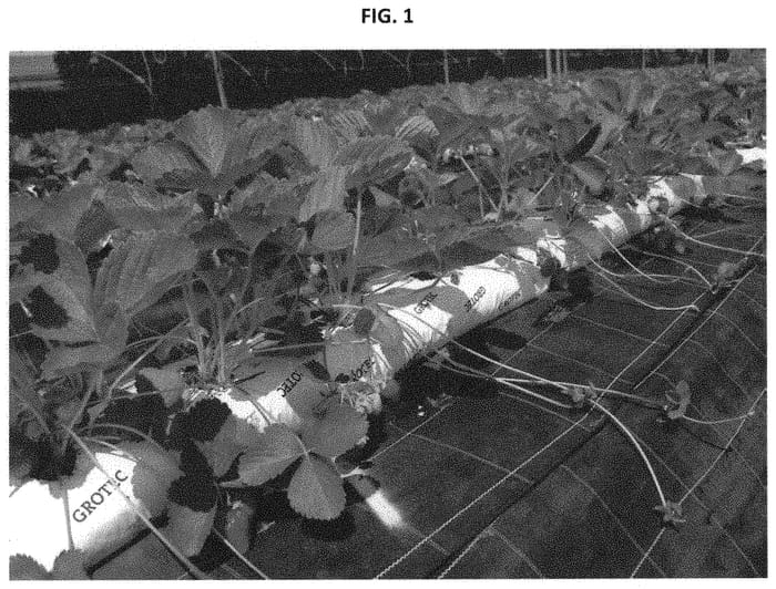 Figure 1 of US plant patent PP32193, the photograph of CIVRL333 printed in the patent.