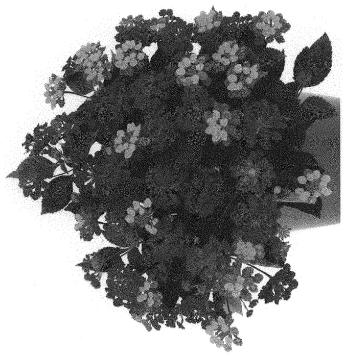 Figure 1 of US plant patent PP32194, the photograph of Dolanhavacher printed in the patent.