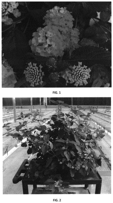 Figure 1 of US plant patent PP32195, the photograph of LANZ0030 printed in the patent.