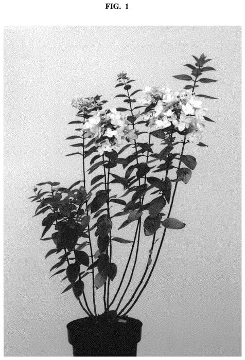 Figure 1 of US plant patent PP32196, the photograph of LC NO4 printed in the patent.