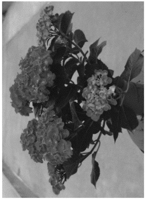 Figure 1 of US plant patent PP32197, the photograph of H218918 printed in the patent.