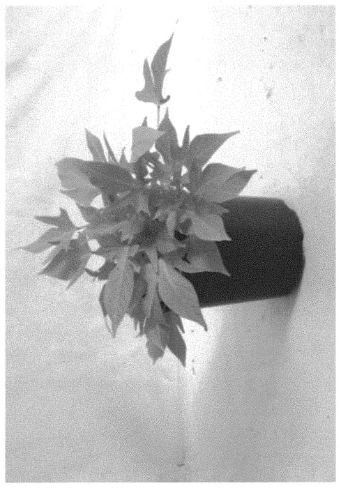 Figure 1 of US plant patent PP32198, the photograph of ISGLG02-1 printed in the patent.