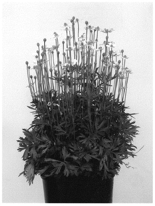 Figure 1 of US plant patent PP32199, the photograph of ANEM078 printed in the patent.