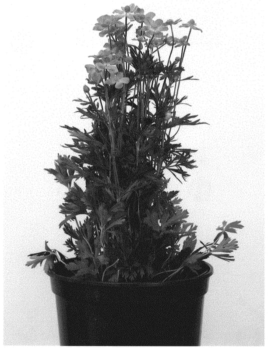 Figure 1 of US plant patent PP32200, the photograph of ANEM079 printed in the patent.