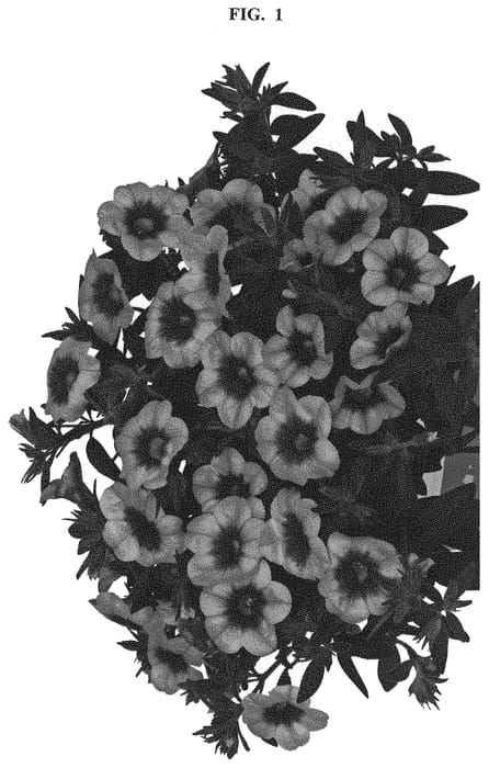 Figure 1 of US plant patent PP32201, the photograph of Docalhusopin 19 printed in the patent.