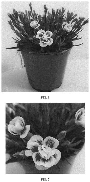 Figure 1 of US plant patent PP32202, the photograph of KLEDG19411 printed in the patent.