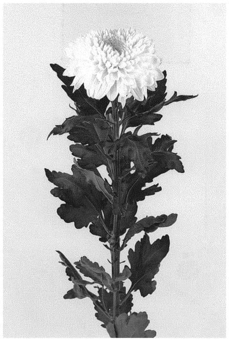Figure 1 of US plant patent PP32203, the photograph of DLFBAV1 printed in the patent.