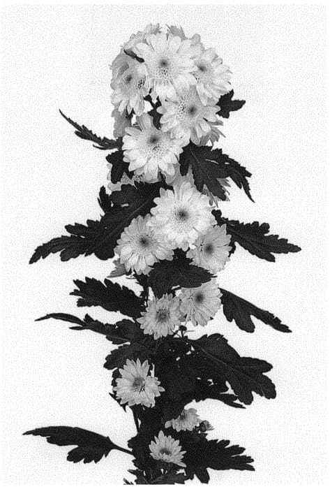 Figure 1 of US plant patent PP32204, the photograph of DLFBLAN1 printed in the patent.