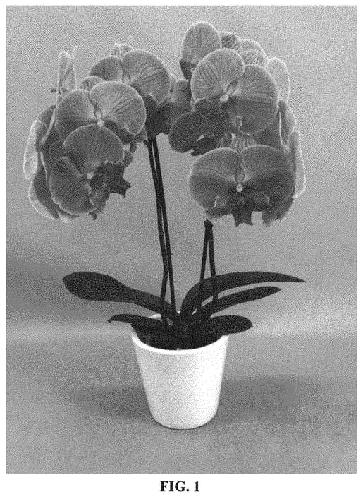 Figure 1 of US plant patent PP32205, the photograph of PHALGTAWI printed in the patent.
