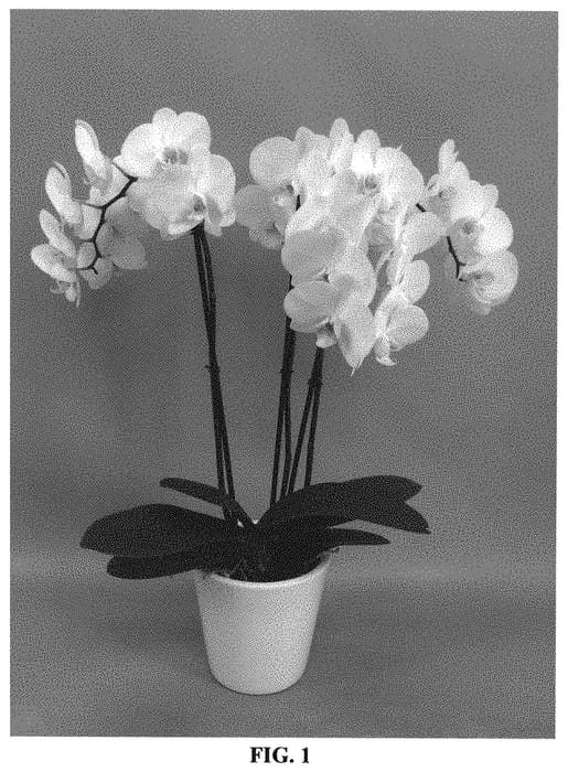 Figure 1 of US plant patent PP32206, the photograph of PHALHYLDO printed in the patent.