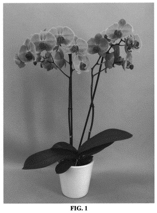 Figure 1 of US plant patent PP32207, the photograph of PHALGUIQDI printed in the patent.