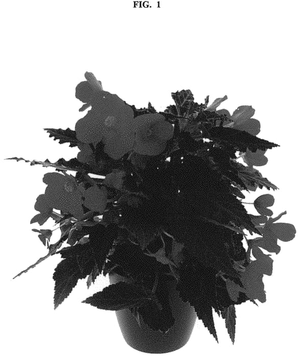 Figure 1 of US plant patent PP32208, the photograph of KROUTRE01 printed in the patent.