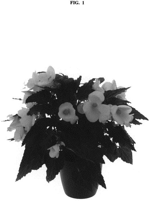 Figure 1 of US plant patent PP32209, the photograph of KROUTWH01 printed in the patent.