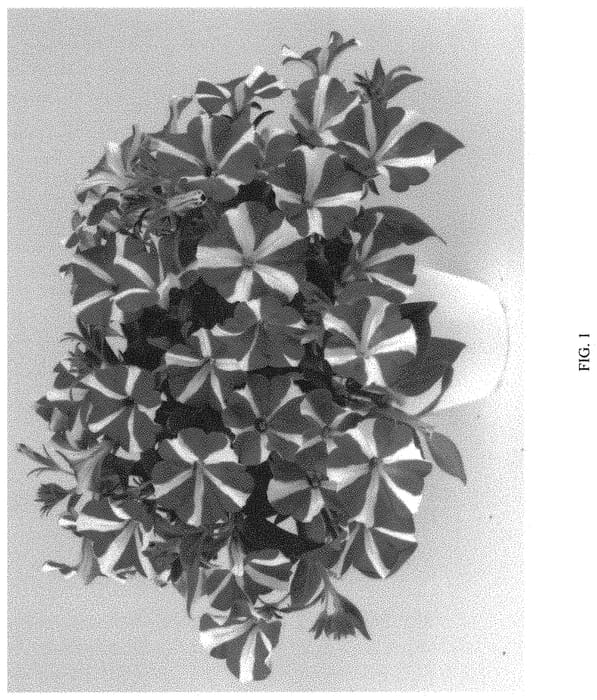Figure 1 of US plant patent PP32210, the photograph of DPETAMPNK printed in the patent.