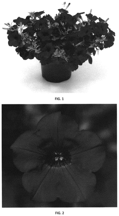 Figure 1 of US plant patent PP32211, the photograph of PEHY0042 printed in the patent.
