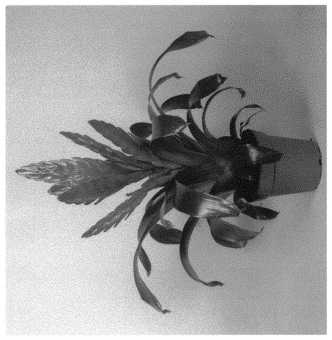 Figure 1 of US plant patent PP32212, the photograph of BRIGHT DAY printed in the patent.