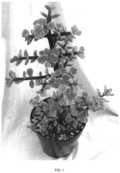 Figure 1 of US plant patent PP32213, the photograph of MANNY printed in the patent.