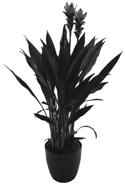 Figure 1 of US plant patent PP32214, the photograph of Curalidimp printed in the patent.
