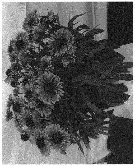 Figure 1 of US plant patent PP32215, the photograph of Dogailspincopsun printed in the patent.
