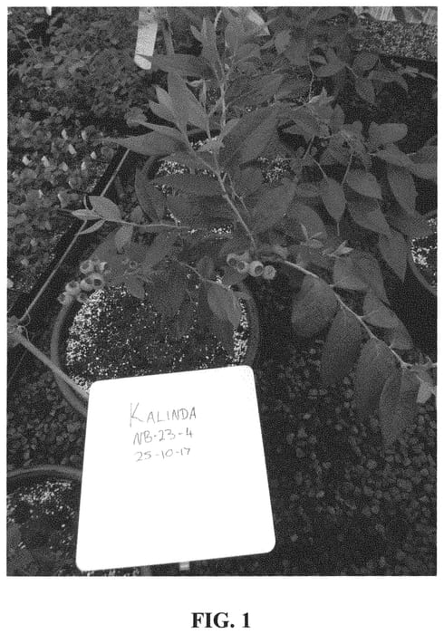 Figure 1 of US plant patent PP32216, the photograph of MG11543-23-004 printed in the patent.