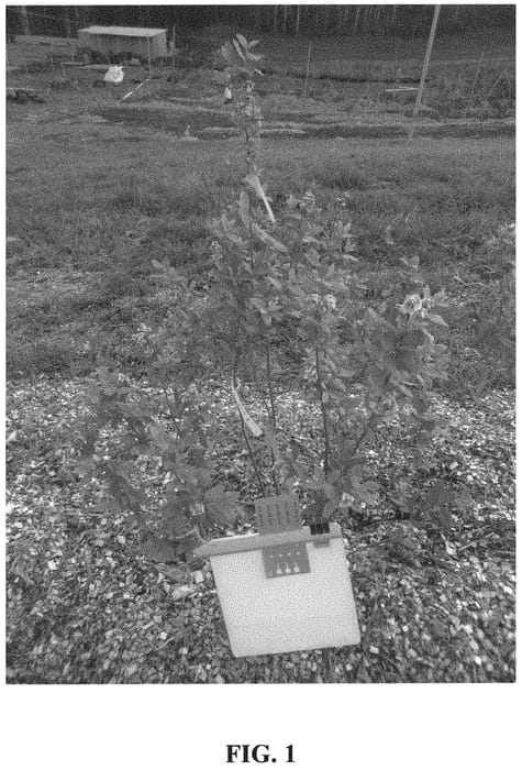 Figure 1 of US plant patent PP32217, the photograph of MG07876-15-003 printed in the patent.
