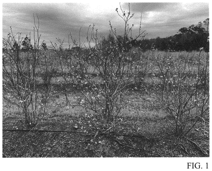 Figure 1 of US plant patent PP32218, the photograph of TH-931 printed in the patent.
