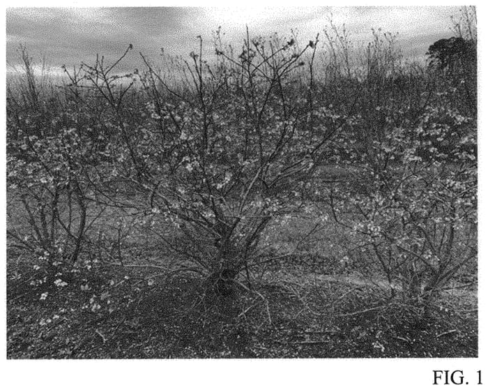 Figure 1 of US plant patent PP32219, the photograph of TH-1008 printed in the patent.