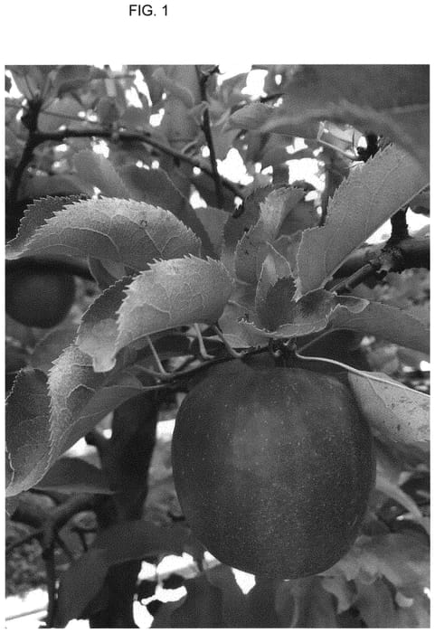 Figure 1 of US plant patent PP32220, the photograph of FR1063 printed in the patent.