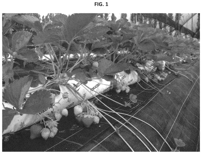 Figure 1 of US plant patent PP32221, the photograph of CIVRH612 printed in the patent.