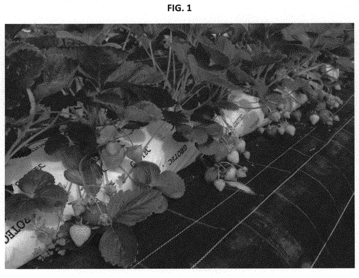 Figure 1 of US plant patent PP32222, the photograph of CIVRH621 printed in the patent.