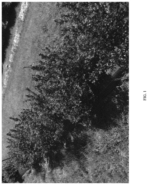 Figure 1 of US plant patent PP32223, the photograph of SMWFDFPD printed in the patent.