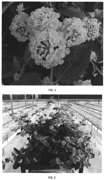 Figure 1 of US plant patent PP32224, the photograph of LANZ0036 printed in the patent.
