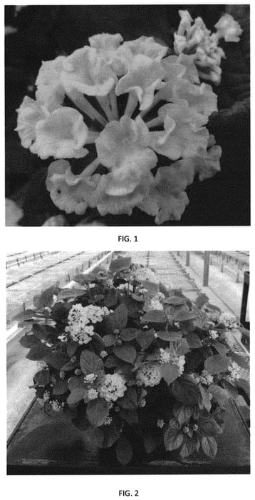 Figure 1 of US plant patent PP32225, the photograph of LANZ0032 printed in the patent.