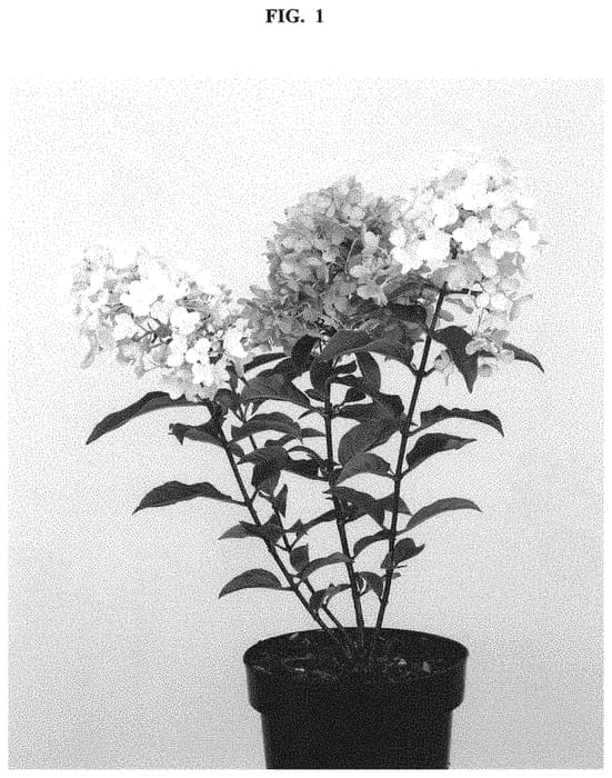Figure 1 of US plant patent PP32226, the photograph of LC NO8 printed in the patent.